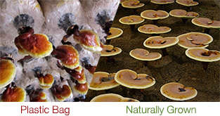 ganoderma-difference