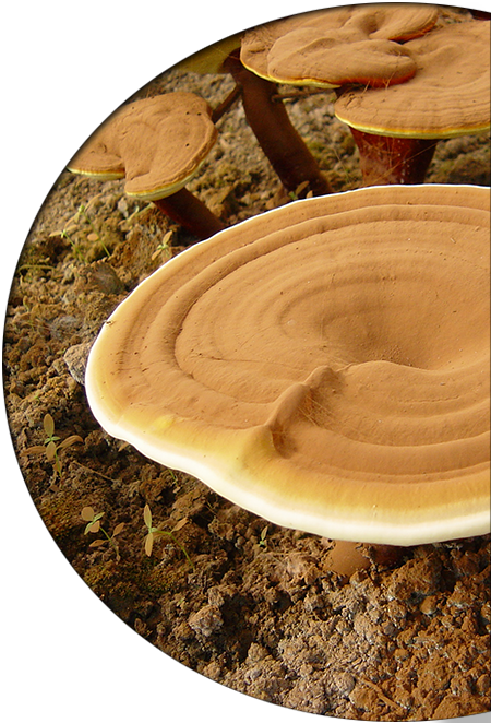 ganoderma-page-right